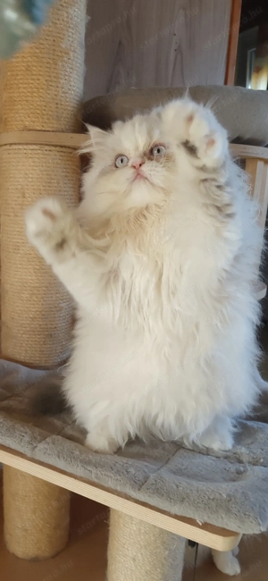 Perzsa kislány  - kép 5