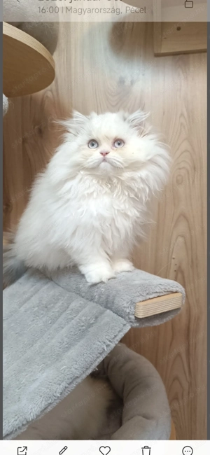 Perzsa kislány  - kép 7