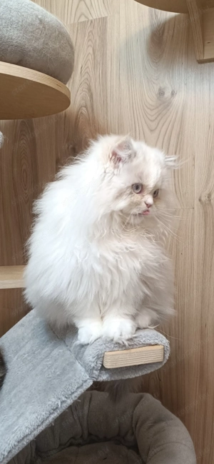 Perzsa kislány  - kép 8