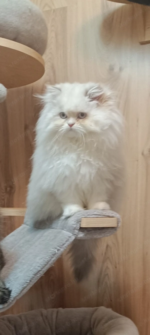 Perzsa kislány  - kép 12