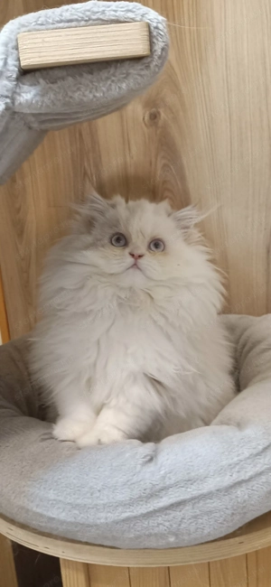 Perzsa kislány  - kép 6