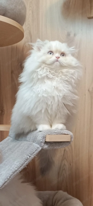 Perzsa kislány  - kép 10