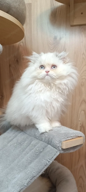 Perzsa kislány  - kép 11