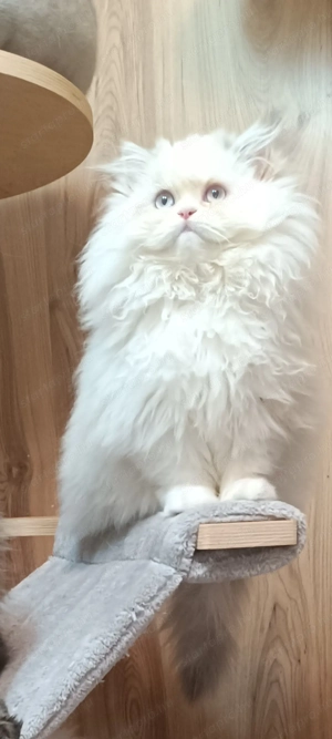 Perzsa kislány  - kép 9