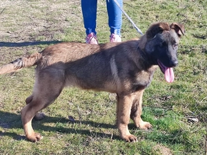 Belga juhász, Mali, malinois  - kép 4