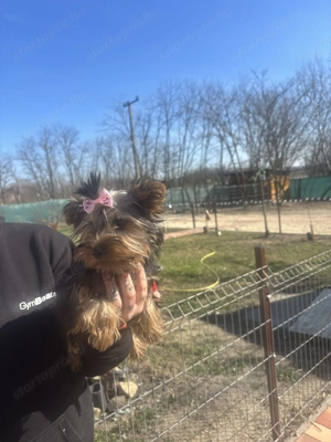 Mini yorki kislányka 