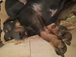 Ingyen elvihető törpe tacskók! 