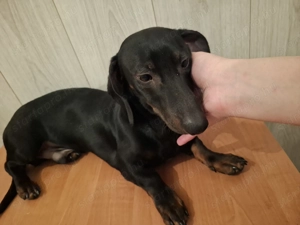 Ingyen elvihető törpe tacskók!  - kép 2