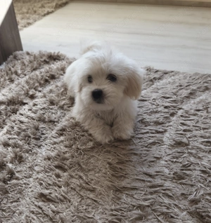 Máltai selyem kisfiú  - kép 2