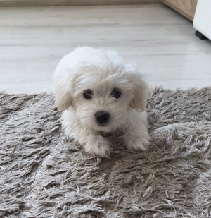 Máltai selyem kisfiú  - kép 3