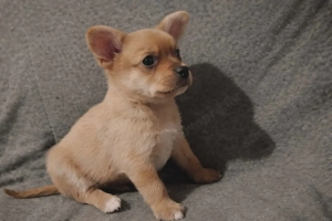 Eladó csivava kutyusok  - kép 2