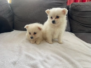 Pomerániai Törpe Spitz kiskutyák - kép 2