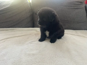 Pomerániai Törpe Spitz kiskutyák - kép 2