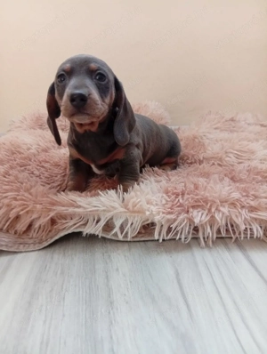 Törpe tacskó. - kép 2