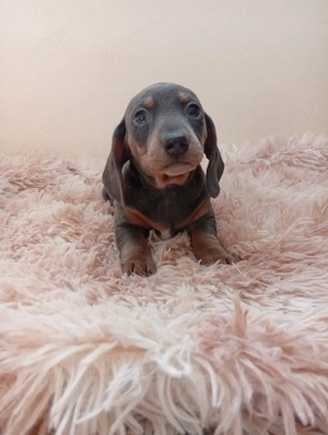 Törpe tacskó. - kép 5