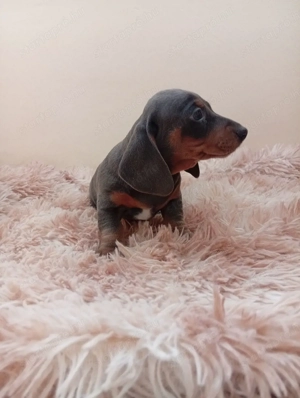 Törpe tacskó. - kép 6