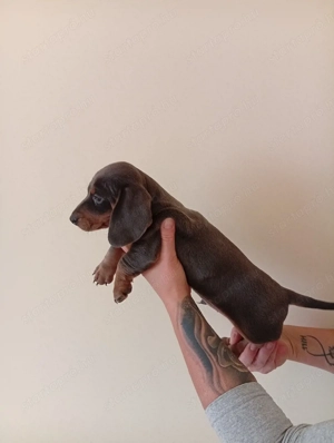 Törpe tacskó. - kép 4