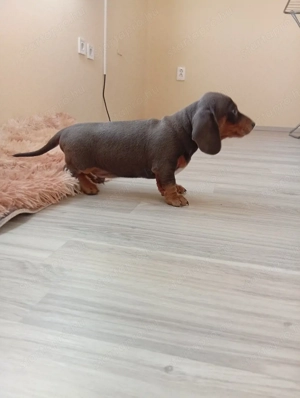 Törpe tacskó. - kép 3