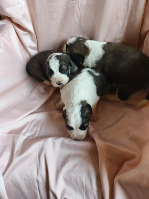 Moszkvai őr kiskutyák!!