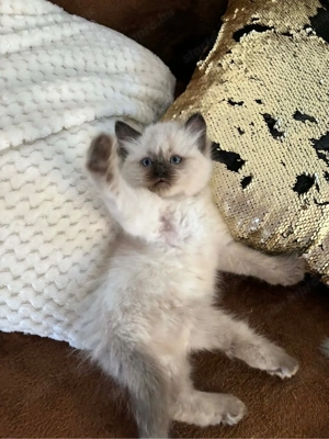 Ragdoll babák - kép 2