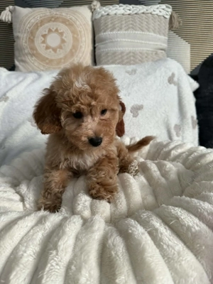 Maltipoo kutyus