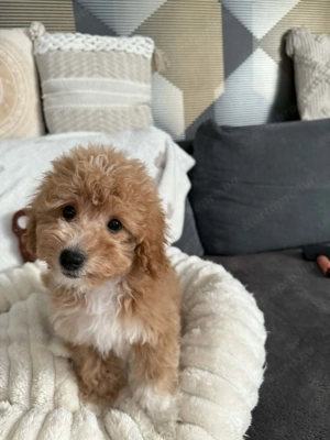 Maltipoo kutyus - kép 2
