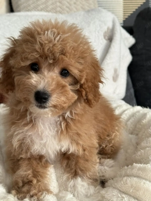Maltipoo kutyus - kép 4