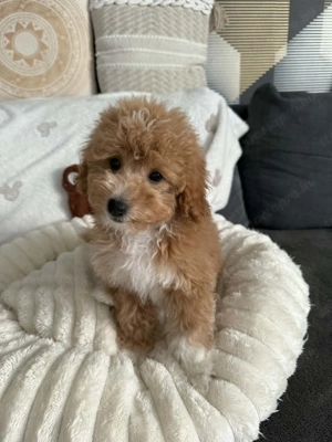 Maltipoo kutyus - kép 6