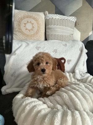 Maltipoo kutyus - kép 5