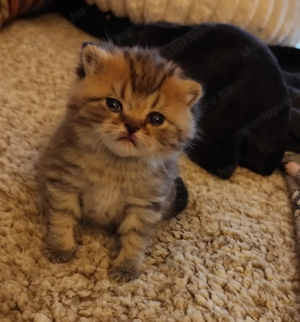 Csodálatos skót lógófűlű cicák foglalhatók