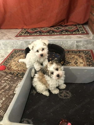 Eladók Bichon Havanese kiskutyák