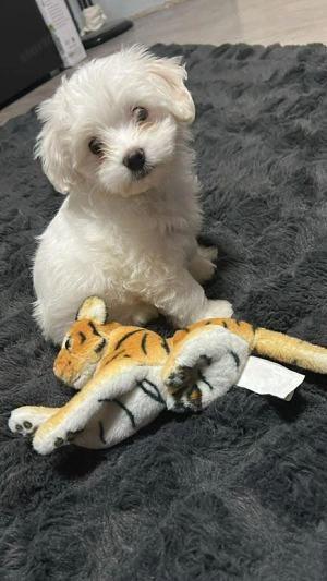  máltai selyem kislány 