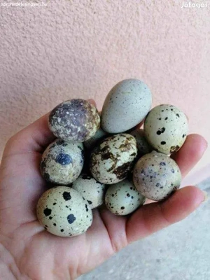 Fürj tojás eladó