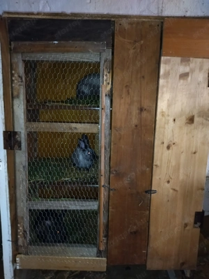 Nyúlketrecek eladók - kép 2