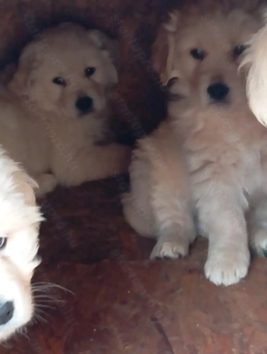 Golden retriever. - kép 4