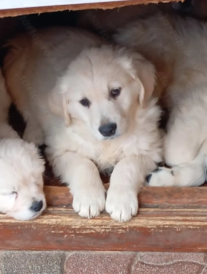 Golden retriever. - kép 3