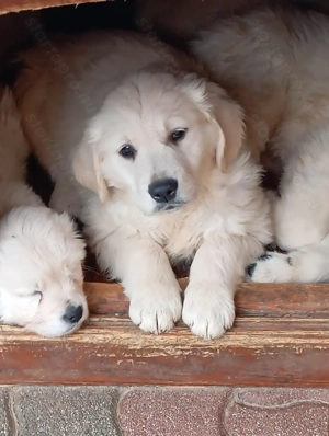 Golden retriever. - kép 2