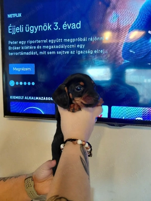 Törpe tacskók - kép 4