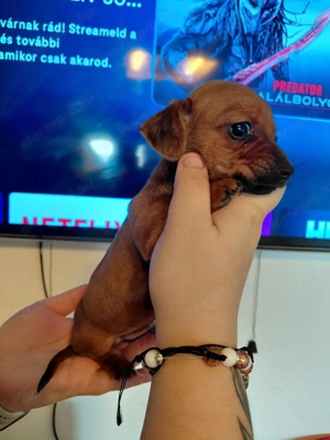 Törpe tacskók - kép 3