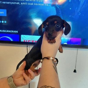 Törpe tacskók - kép 2