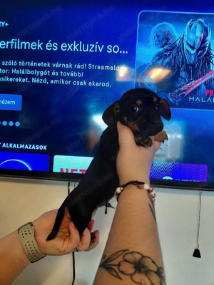 Törpe tacskók - kép 5