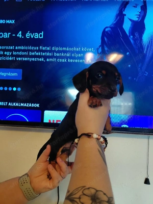 Törpe tacskók - kép 10