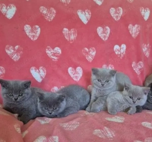 Brit kék és lila gyönyörű kiscicák szeertő gazdikat keresnek! - kép 4