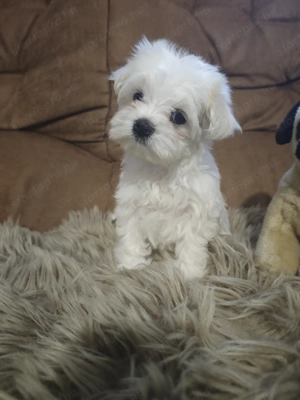 Eladó bichon bolognese kan és szuka kiskutya  - kép 2