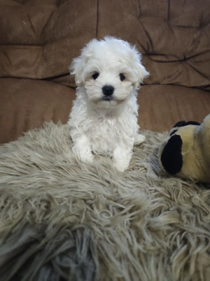 Eladó bichon bolognese kan és szuka kiskutya  - kép 3