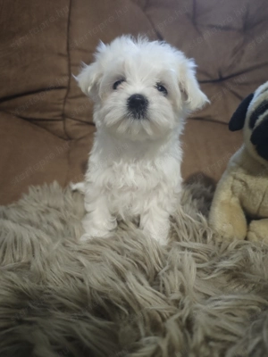 Eladó bichon bolognese kan és szuka kiskutya 