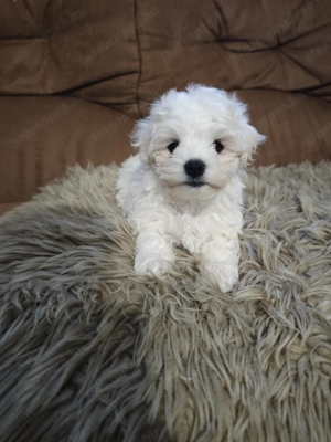 Eladó bichon bolognese kan és szuka kiskutya  - kép 4