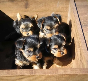 Mini yorki kölykök