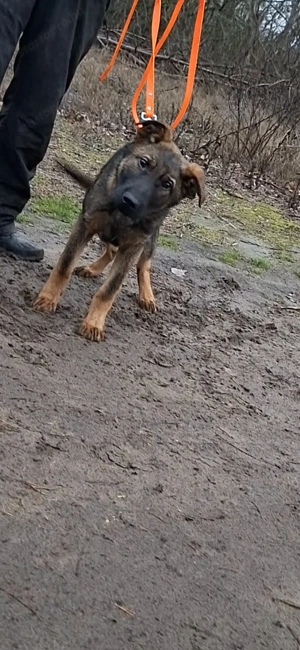 Német juhász belga mix kan kölyök kiskutya eladó - kép 3