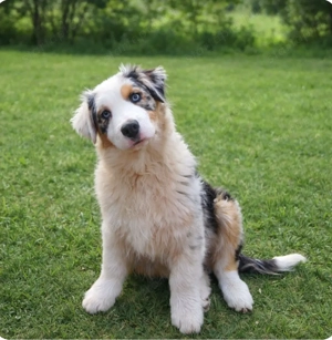 Ausztral juhászkutya kölyök eladó